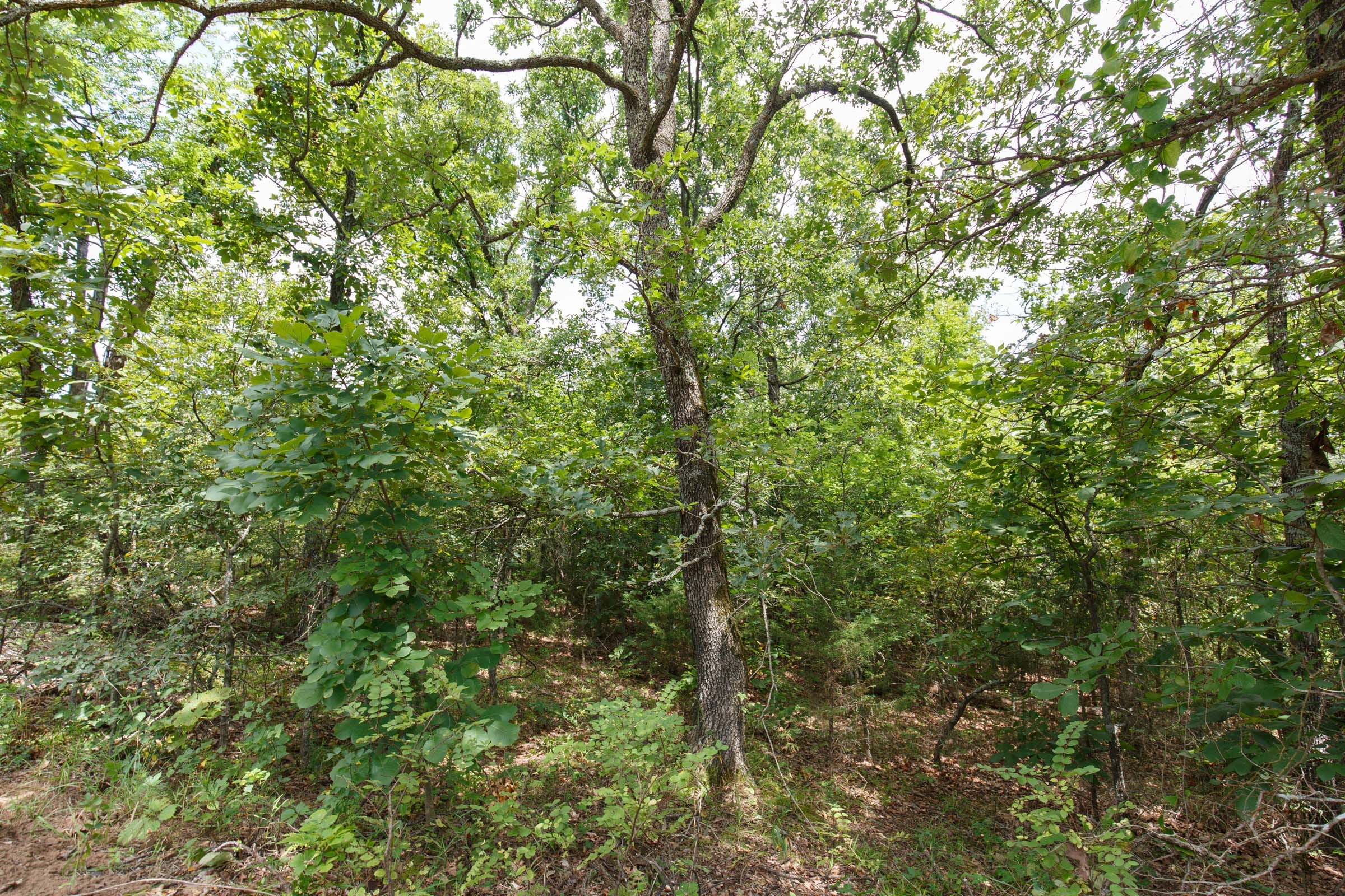 Timber Ridge Tract 34 photo 6