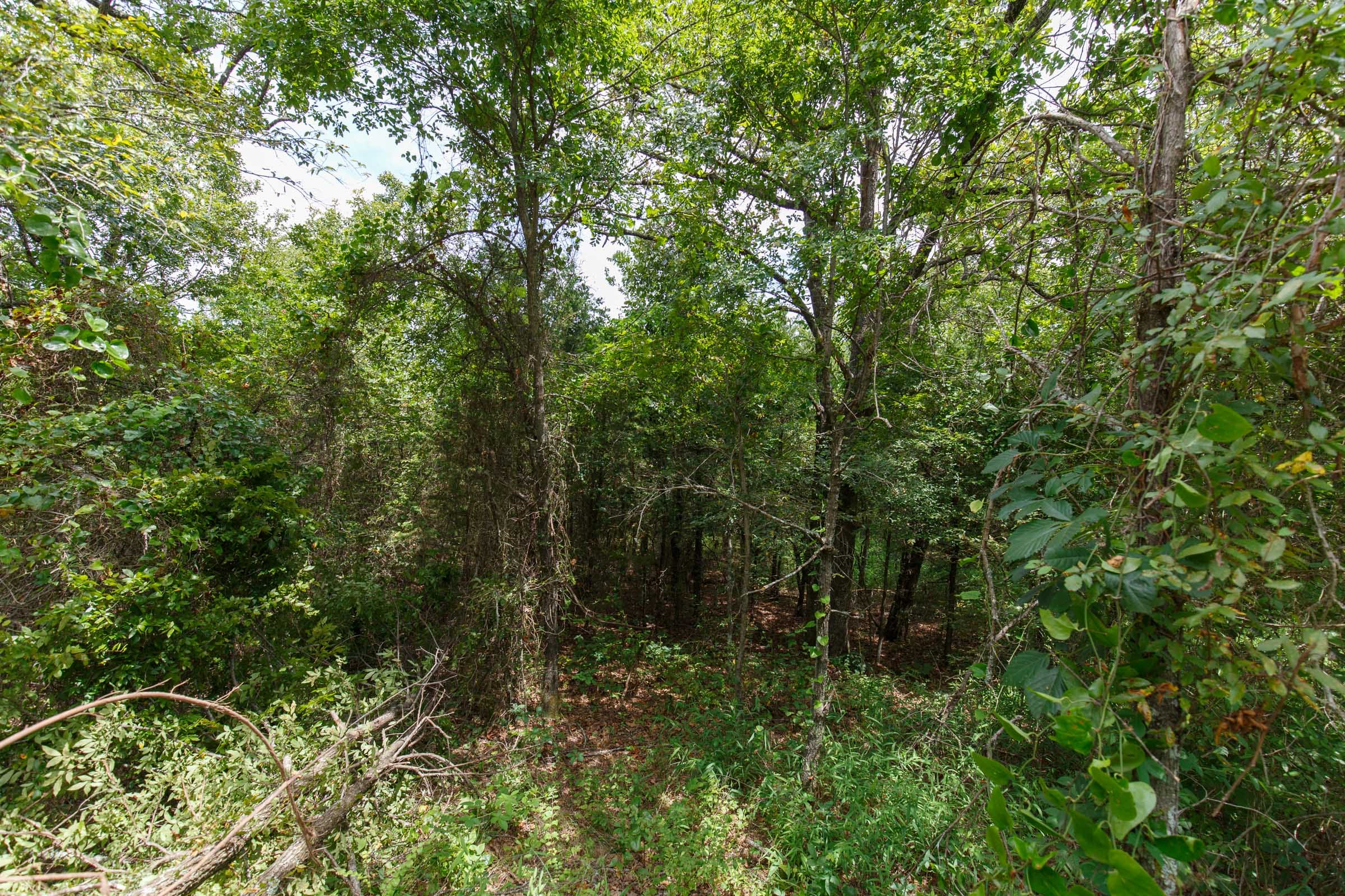 Timber Ridge Tract 34 photo 5