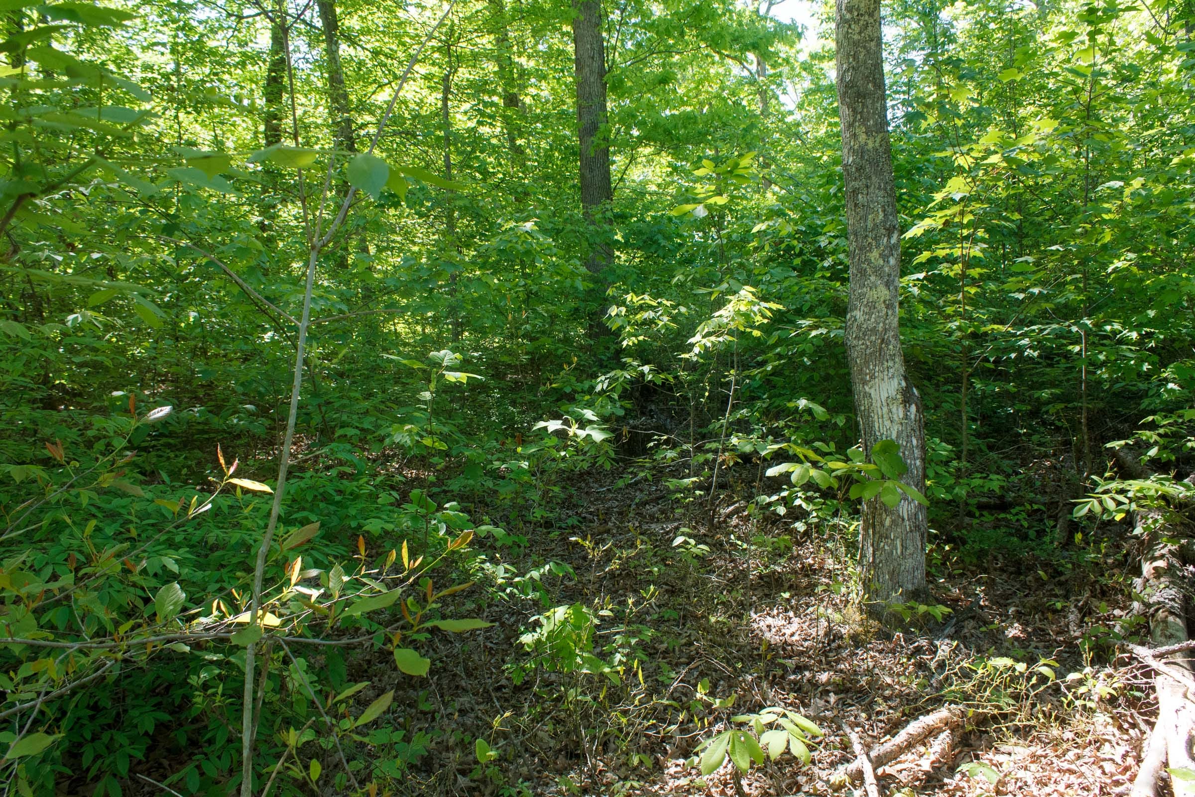 Riverbend Tract 12 photo 4