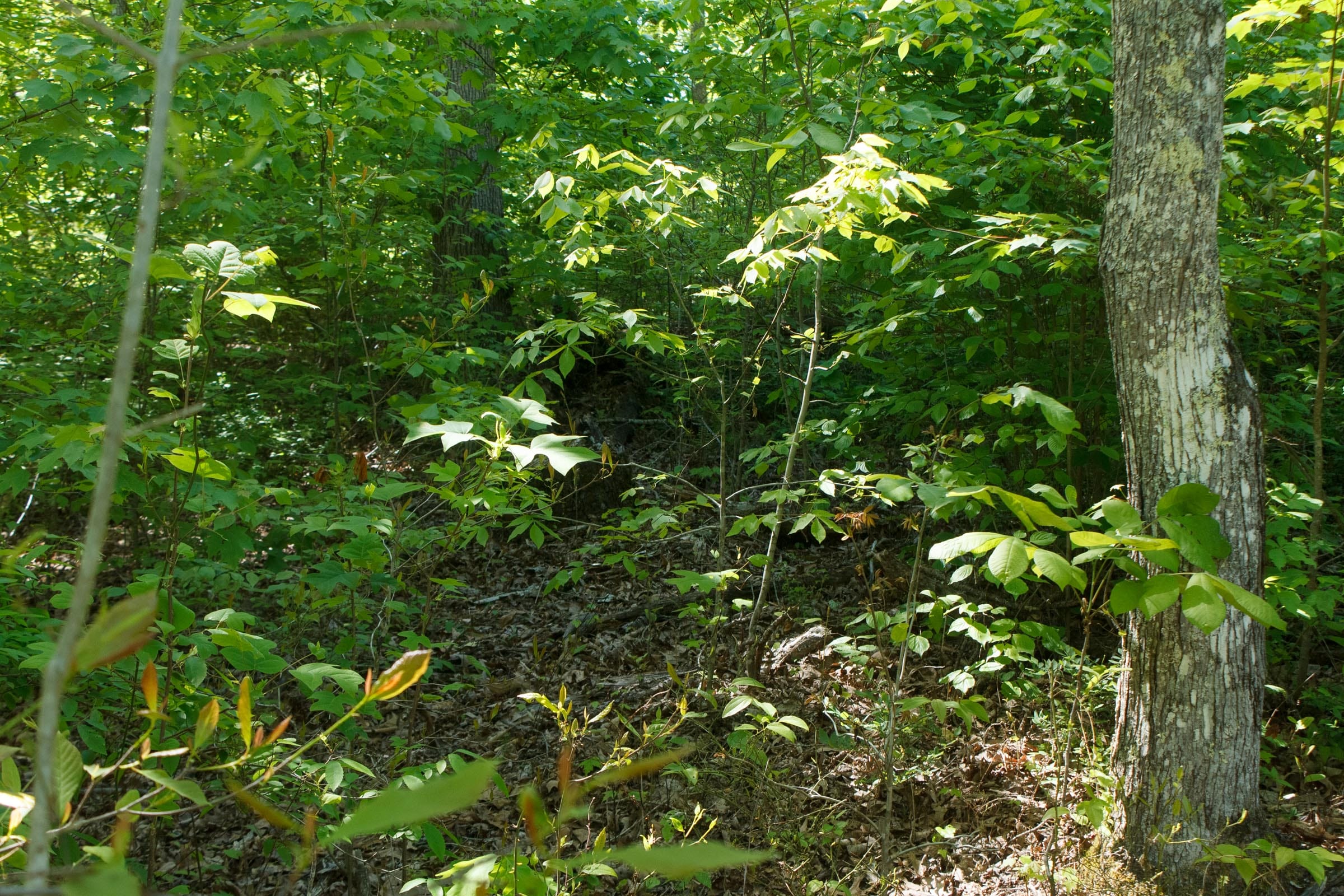 Riverbend Tract 12 photo 5