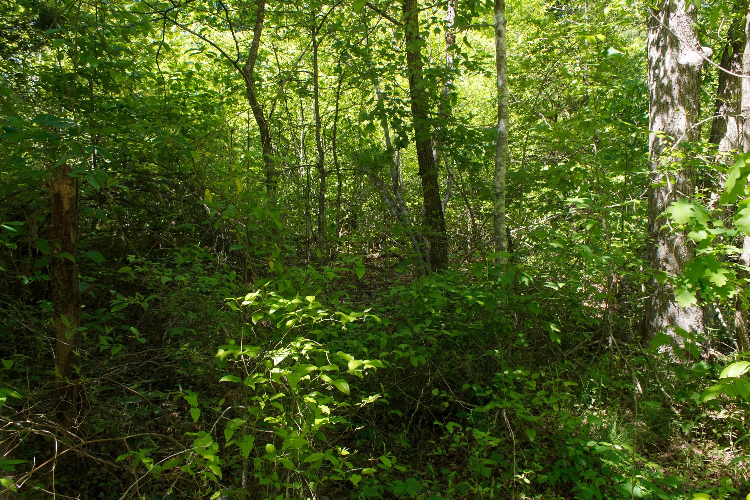 Riverbend Tract 12 photo 7