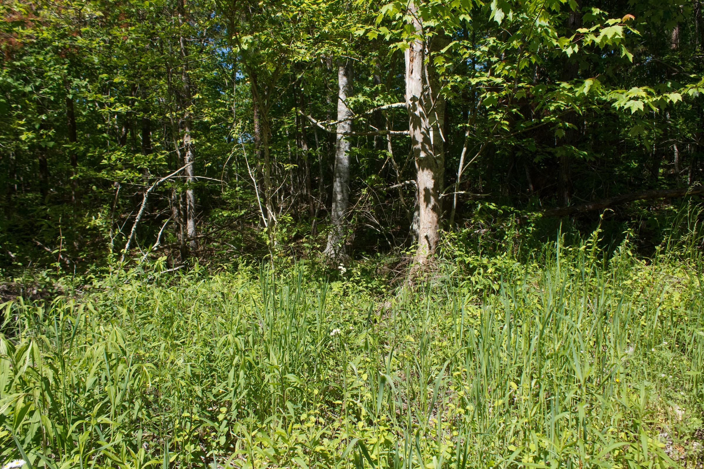 Riverbend Tract 12 photo 9