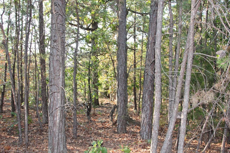 Trophy Ridge Phase I Tract 45 photo 2