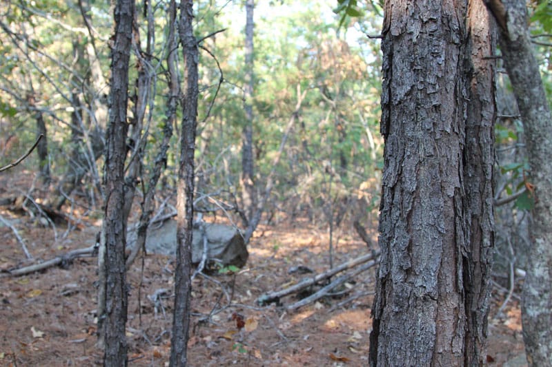 Trophy Ridge Phase I Tract 45 photo 4