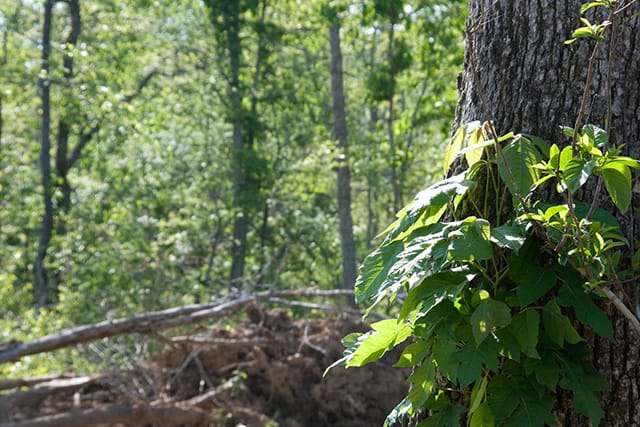 Blue Sky Ranch Tract 5 photo 4