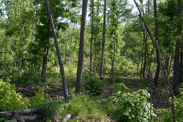 Blue Sky Ranch Tract 5 photo 6
