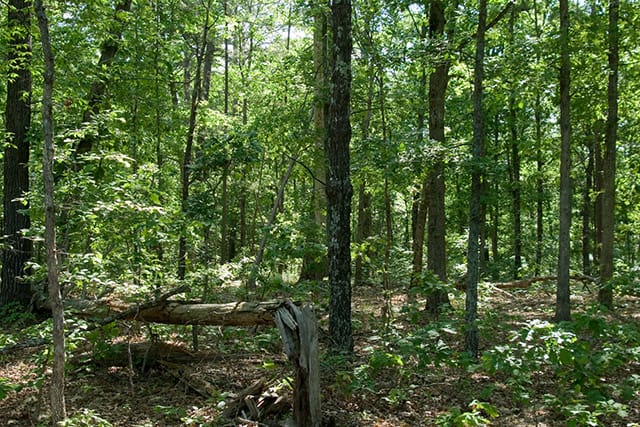 Blue Sky Ranch Tract 5 photo 7