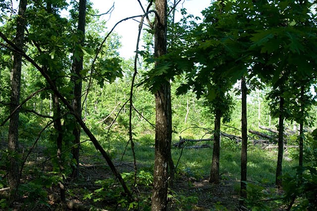 Blue Sky Ranch Tract 5 photo 9