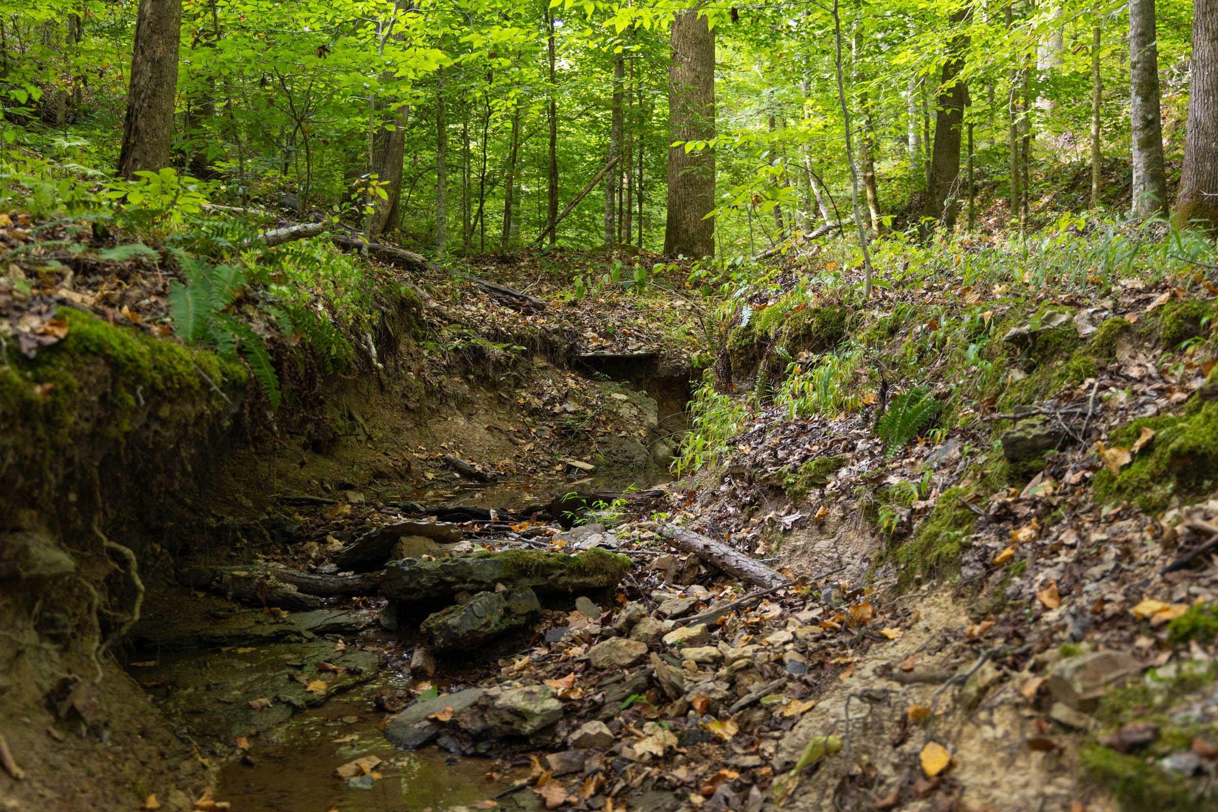 Big White Oak Tract 117 photo 9