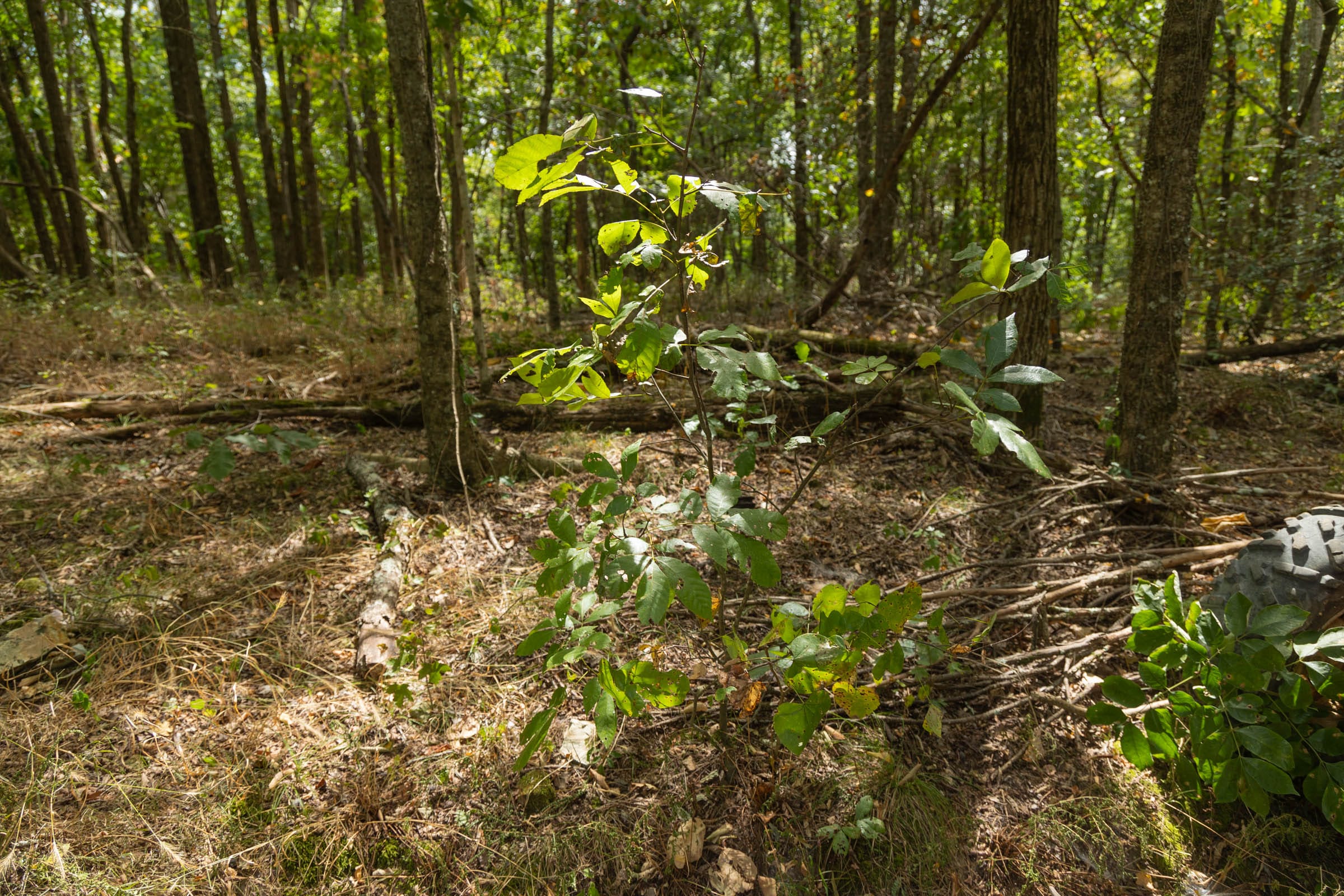 Big White Oak Tract 117 photo 16