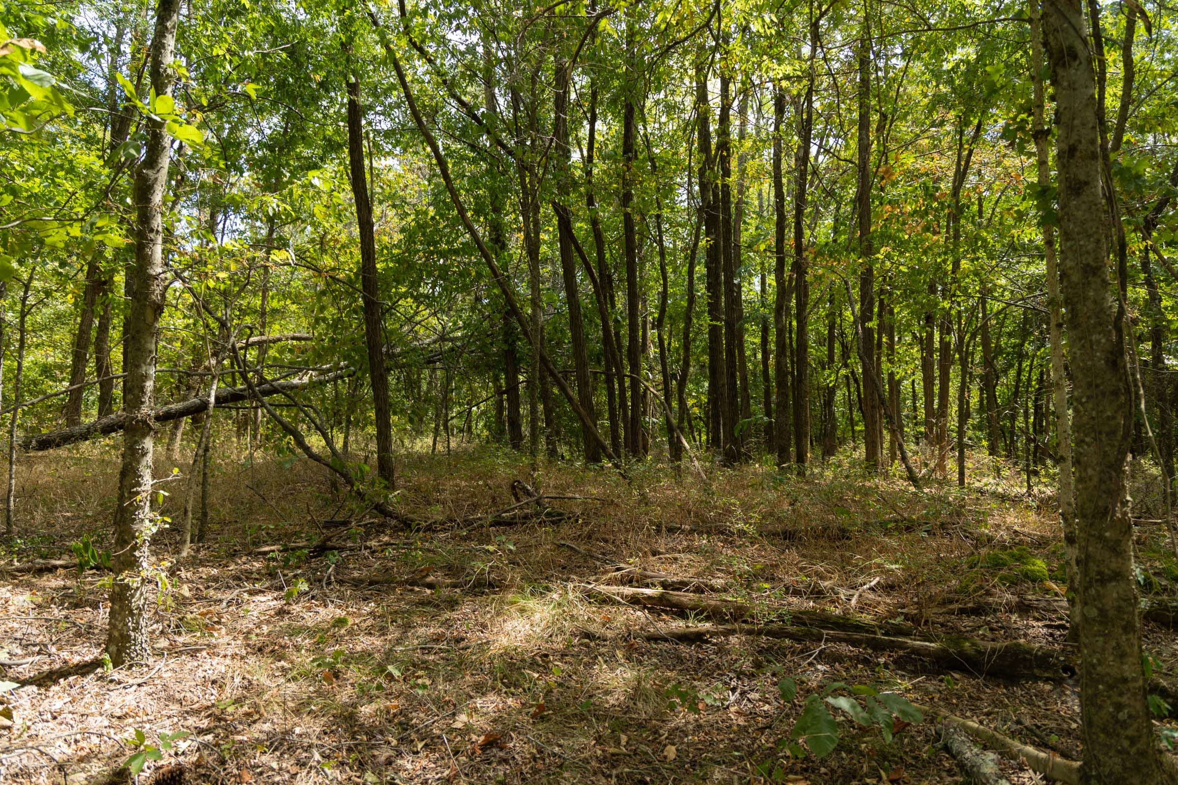 Big White Oak Tract 117 photo 15