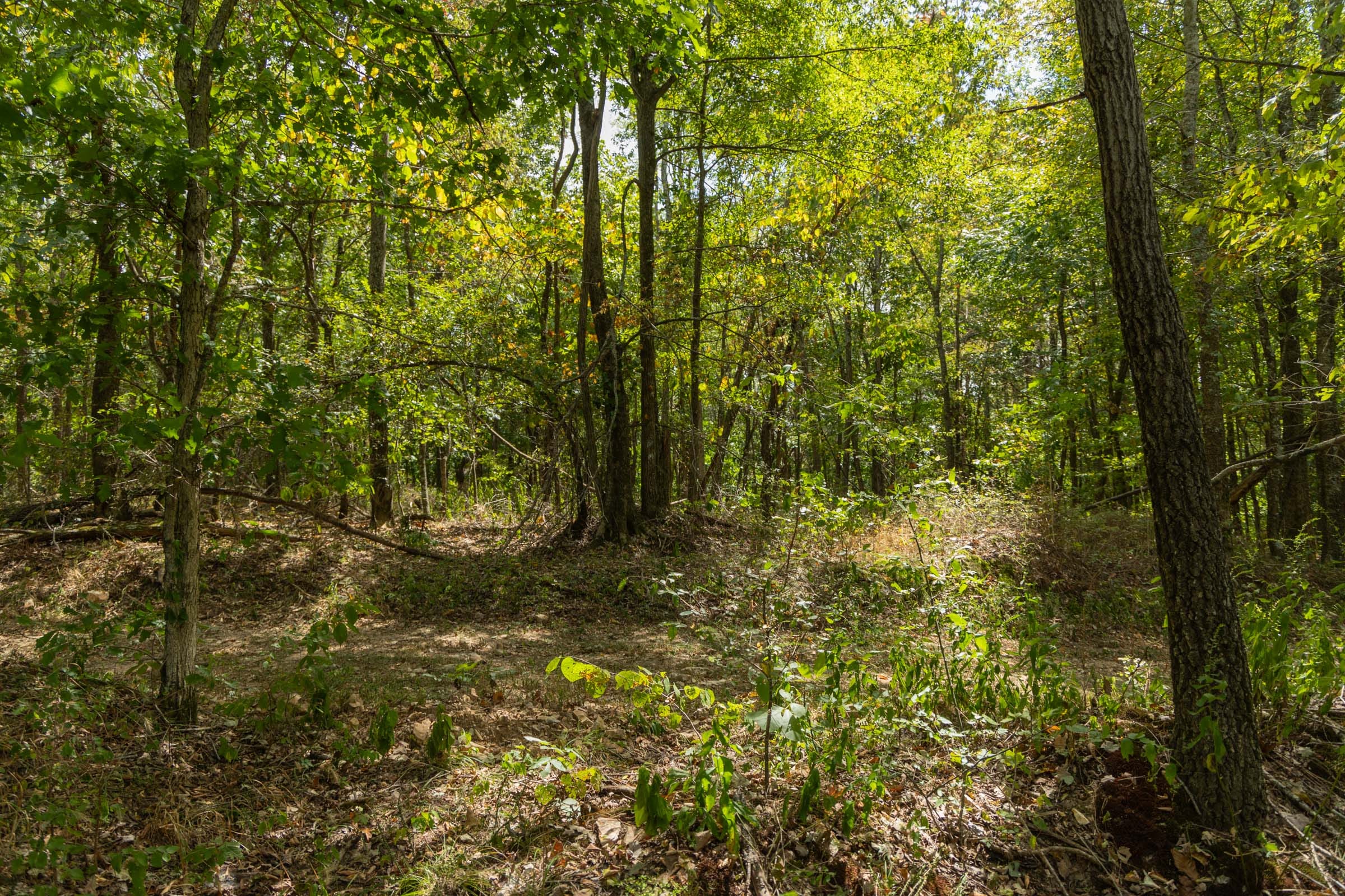Big White Oak Tract 117 photo 13