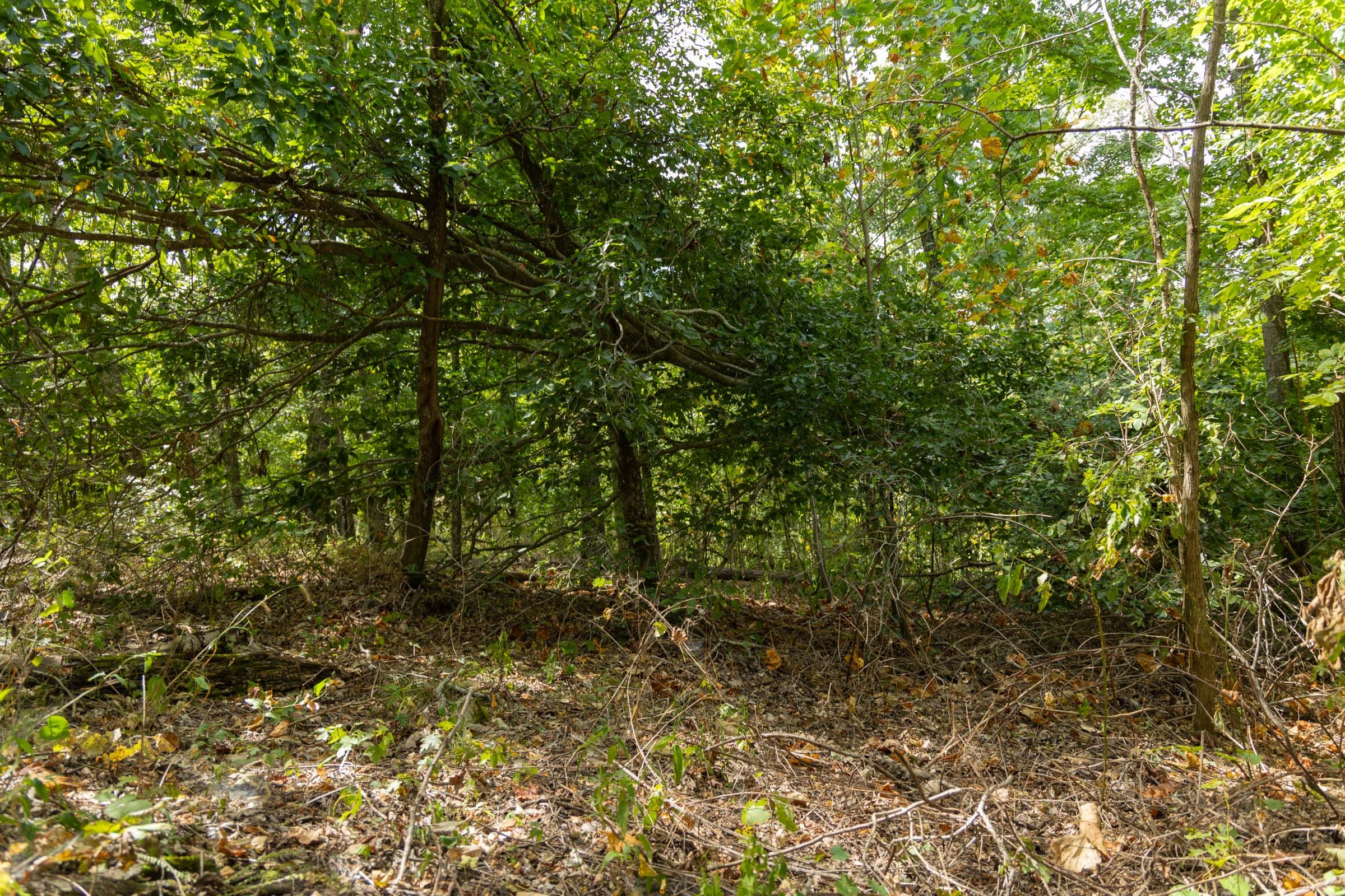 Big White Oak Tract 117 photo 12