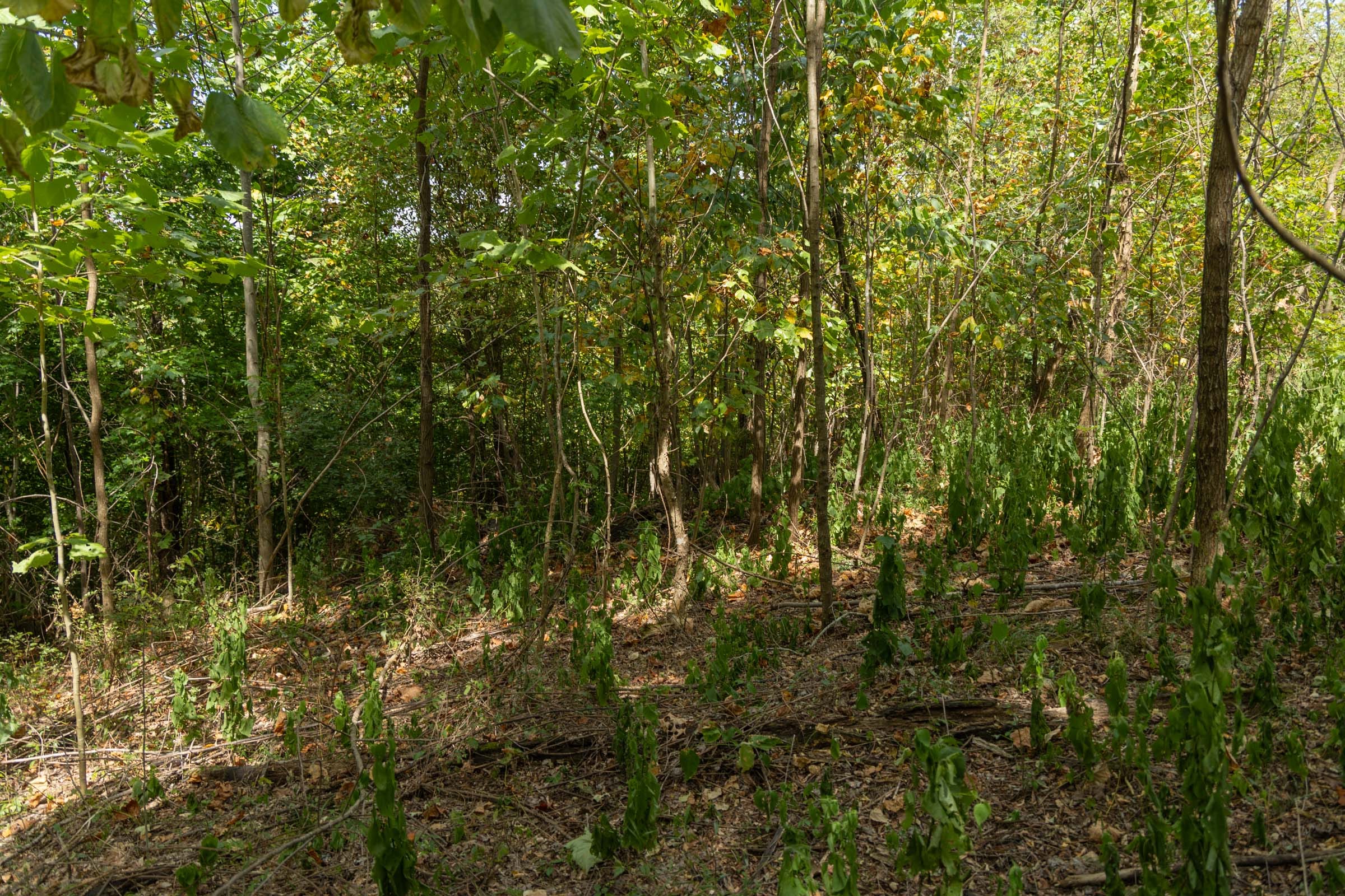 Big White Oak Tract 117 photo 11