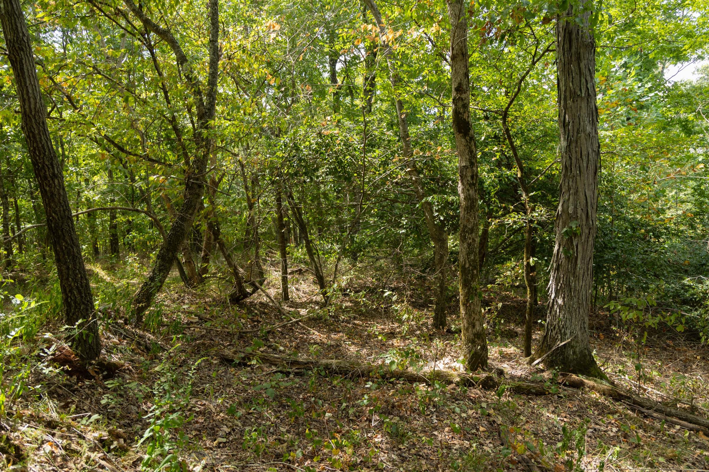 Big White Oak Tract 117 photo 10