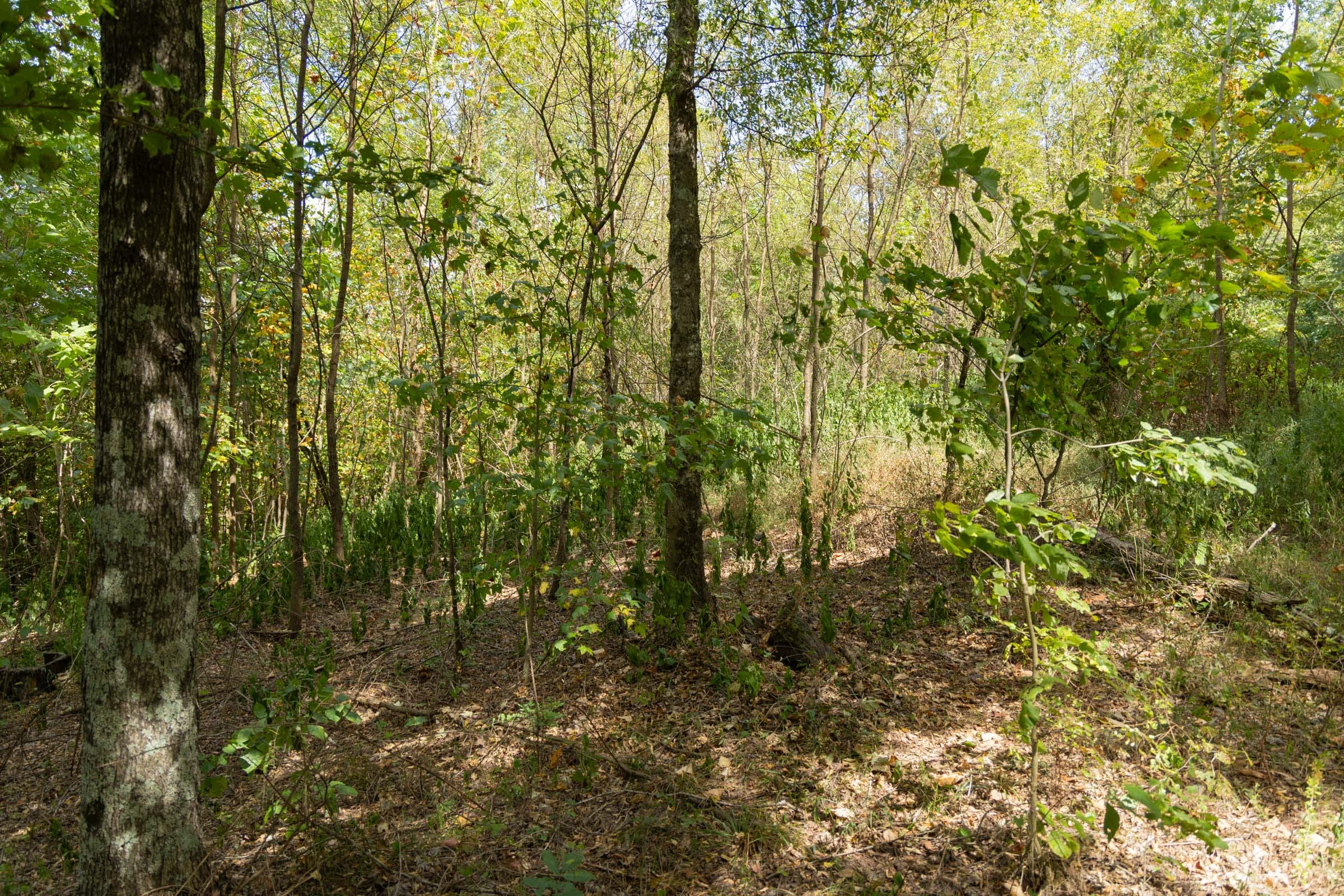 Big White Oak Tract 117 photo 8