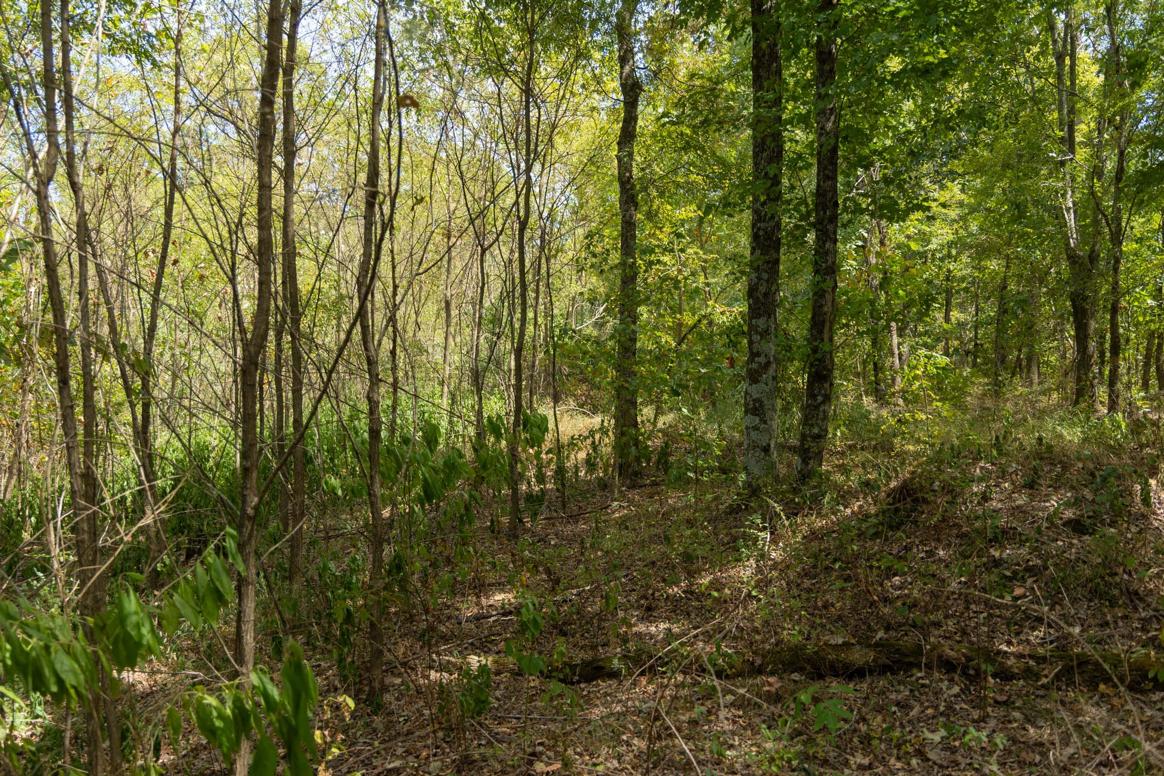 Big White Oak Tract 117 photo 7
