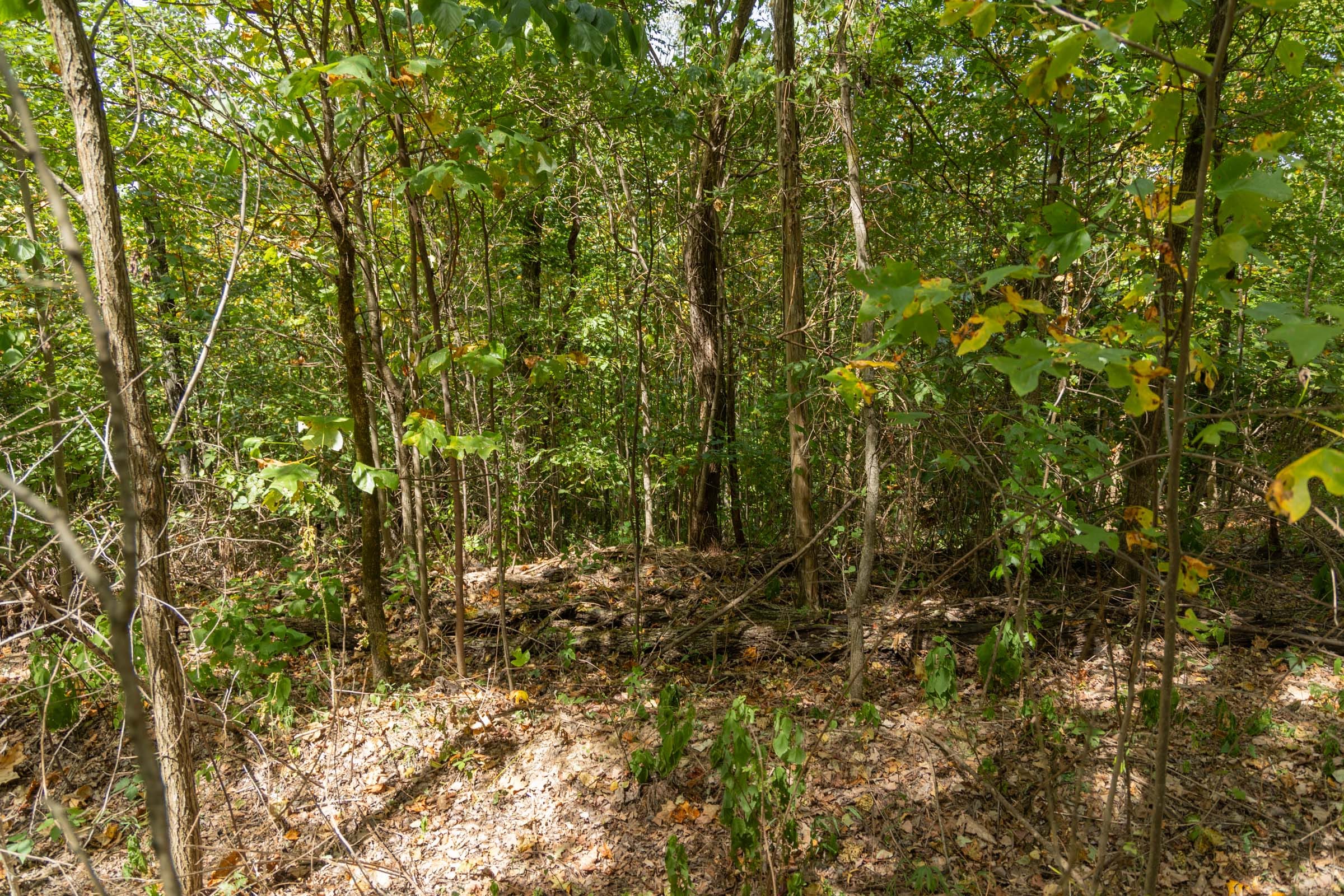Big White Oak Tract 117 photo 6