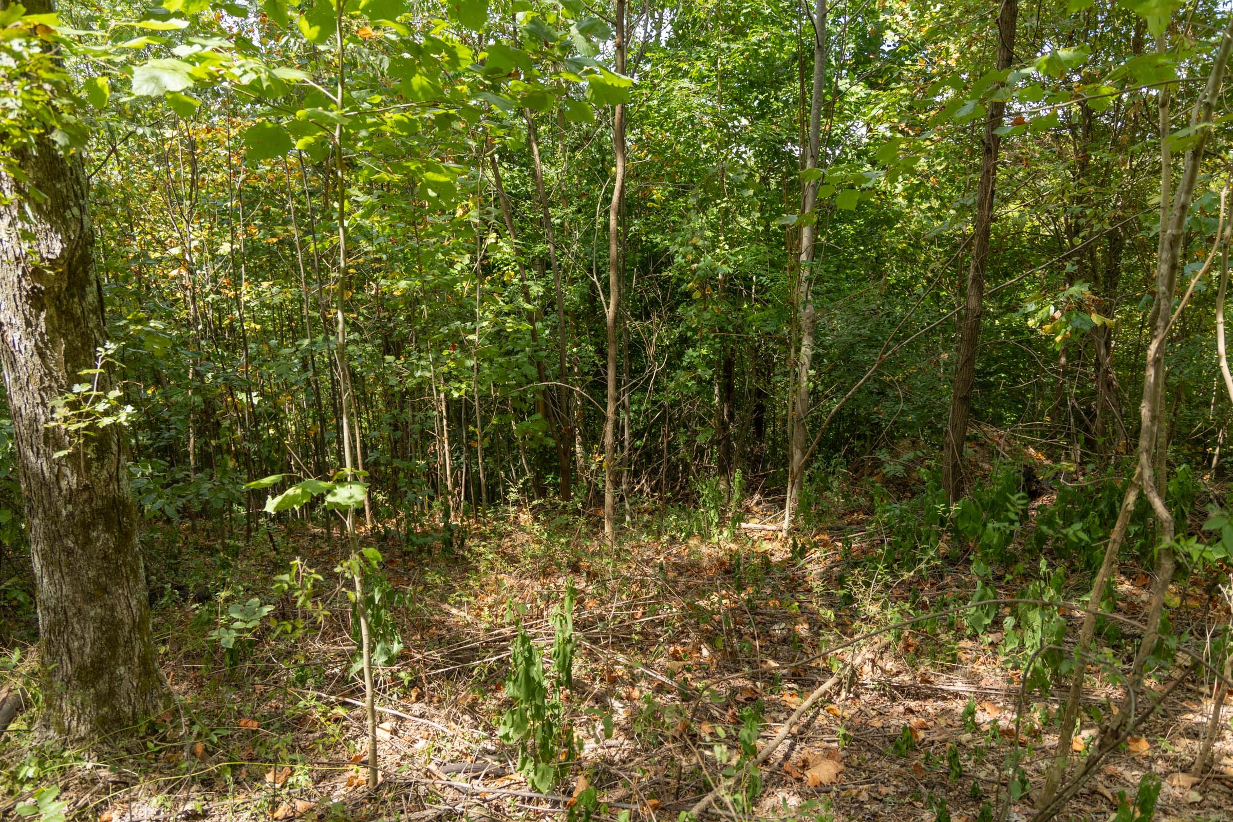 Big White Oak Tract 117 photo 4