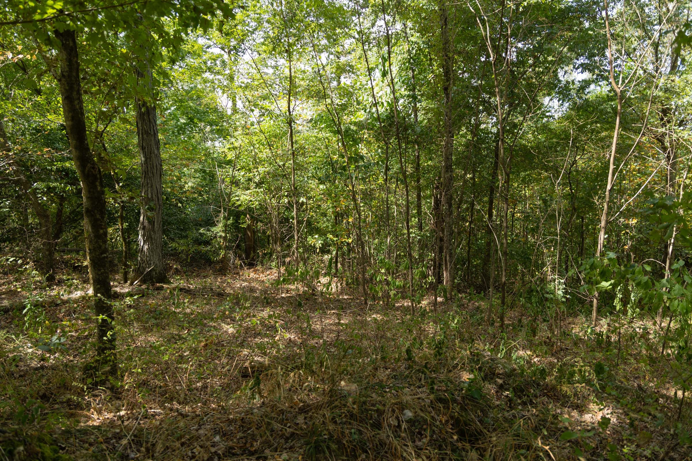 Big White Oak Tract 117 photo 1