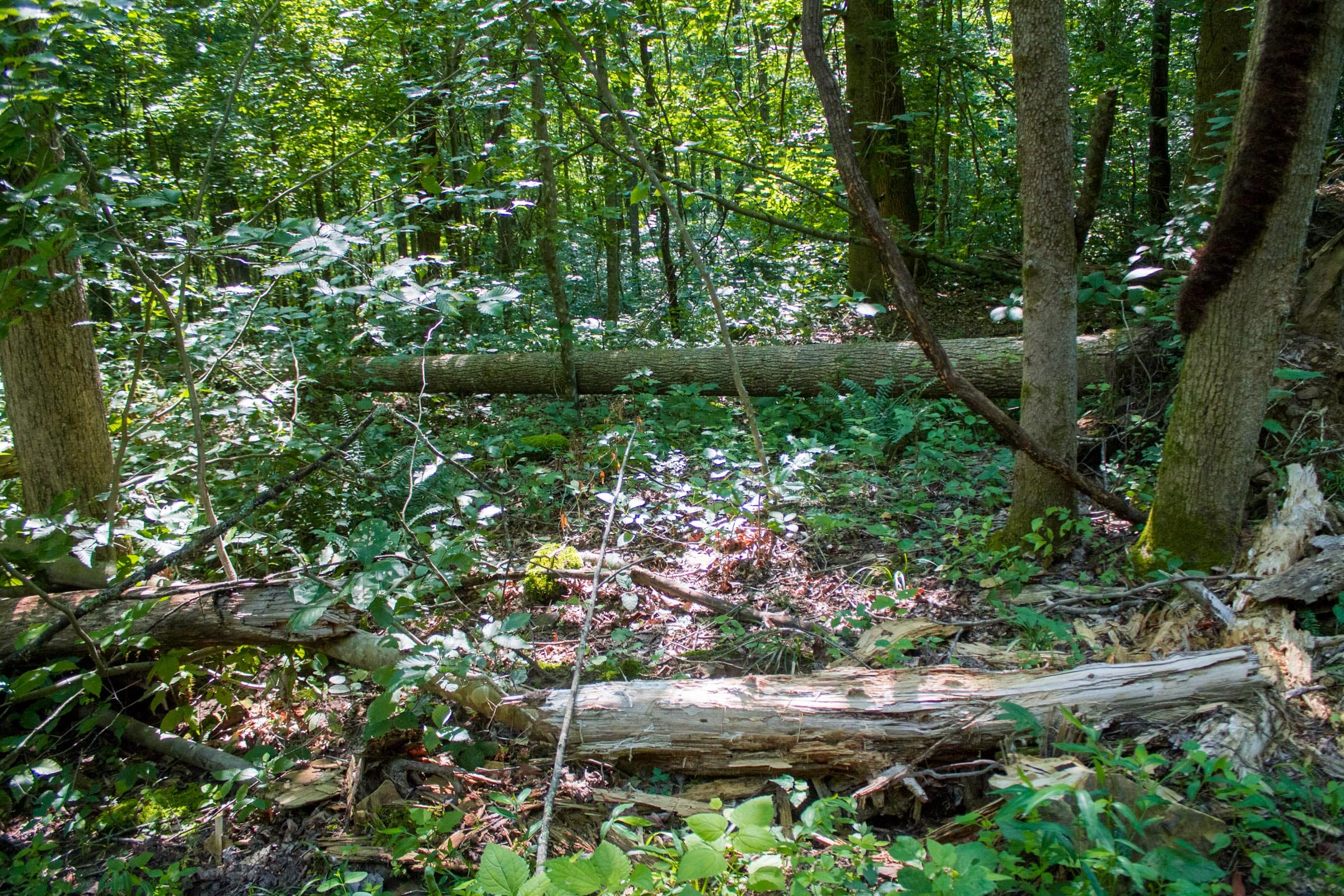 Bluewater Ridge Tract 19 photo 11