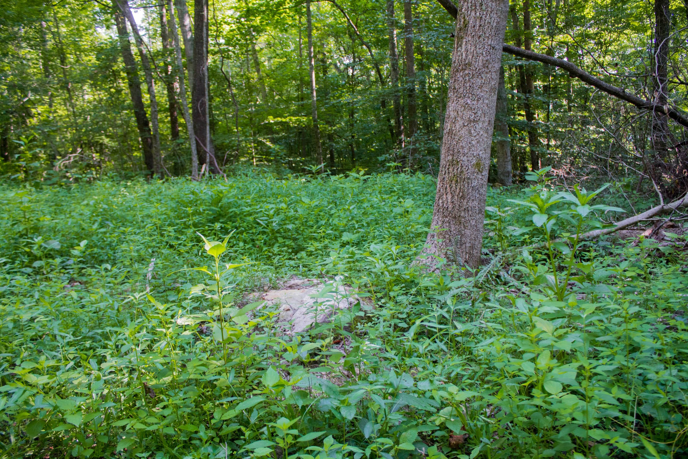 Bluewater Ridge Tract 19 photo 12