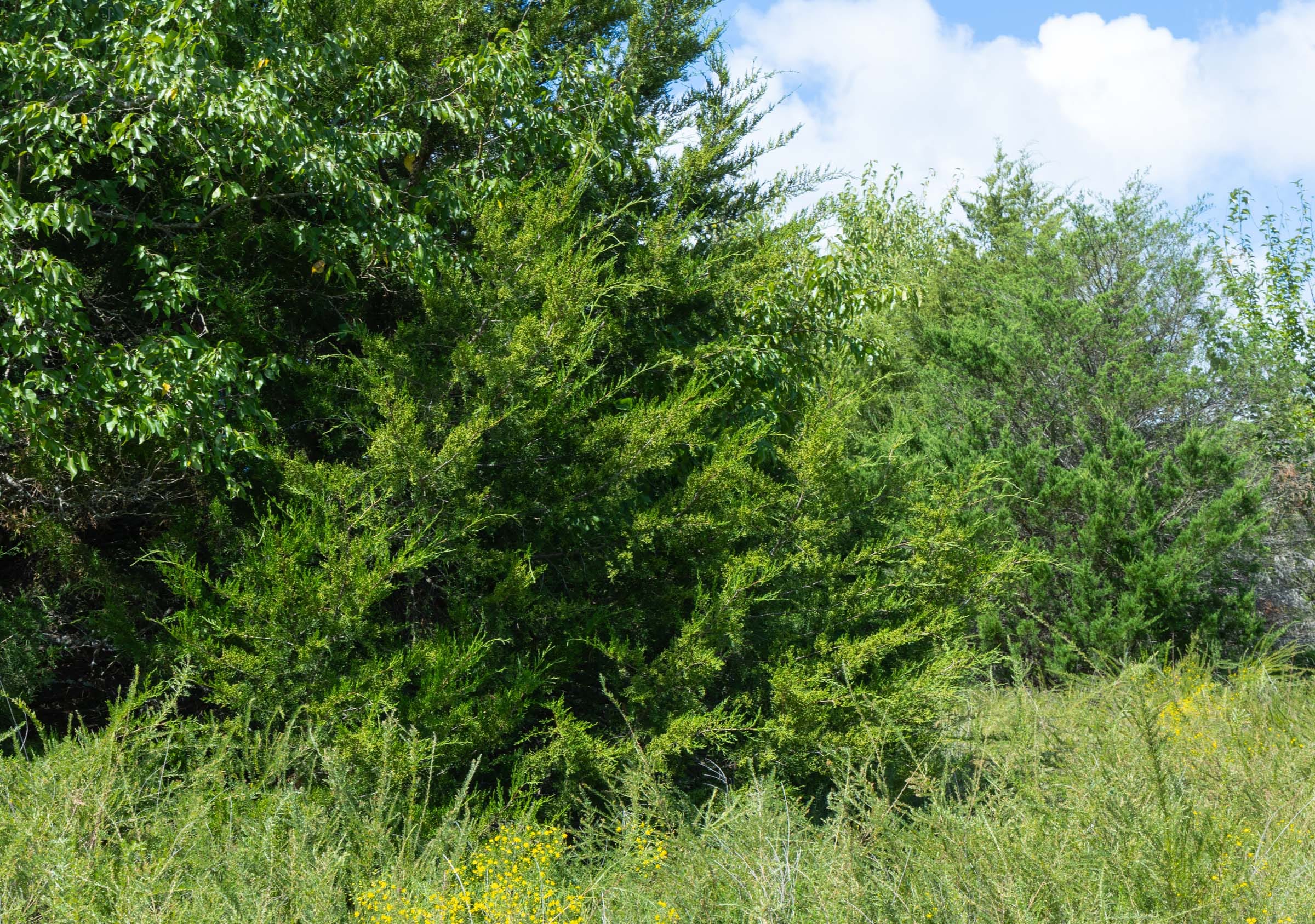 Reserves At Cattail Cove Phase II Tract 36 photo 14
