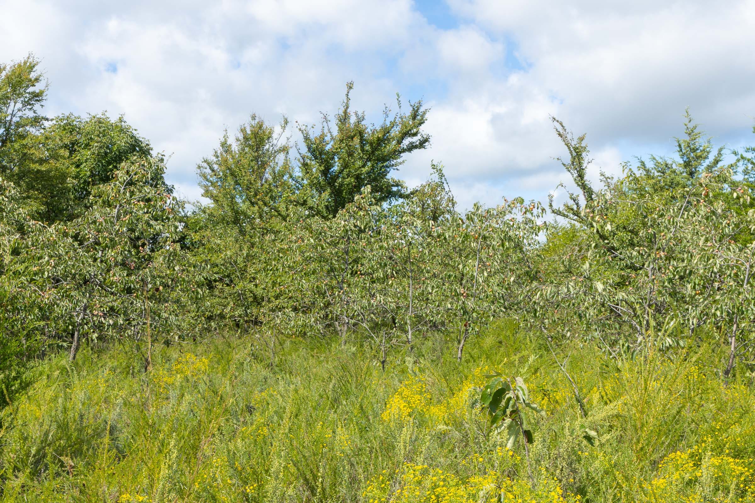 Reserves At Cattail Cove Phase II Tract 36 photo 10