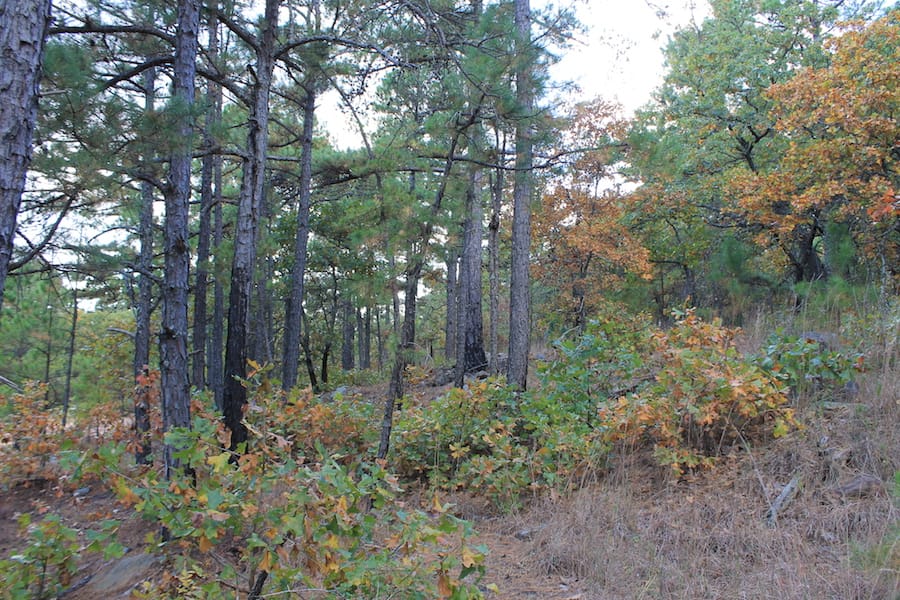 Indian Ridge – Phase III Tract 94 photo 8
