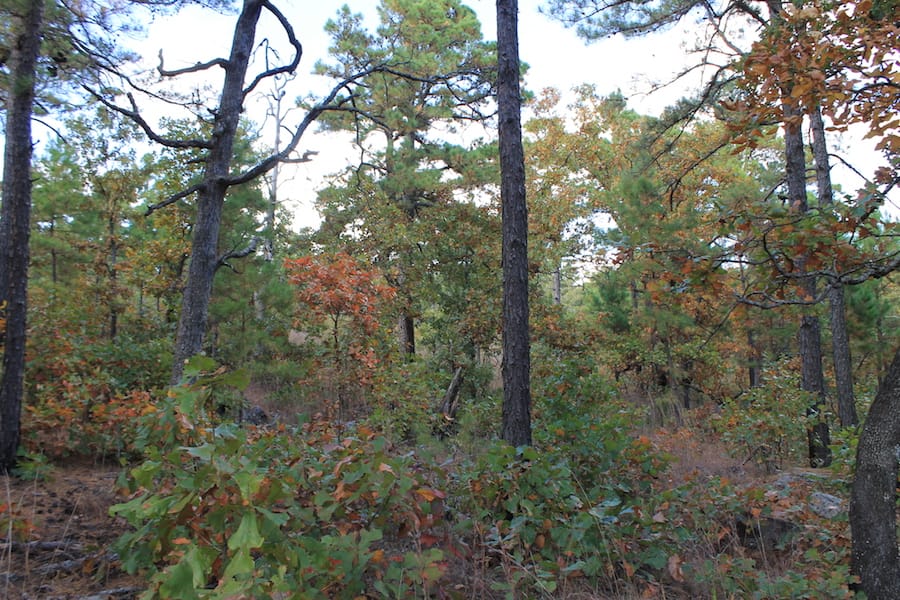 Indian Ridge – Phase III Tract 94 photo 11