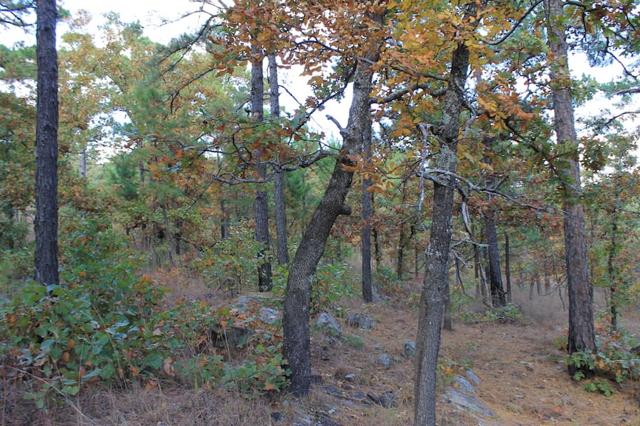 Indian Ridge – Phase III Tract 94 photo 12