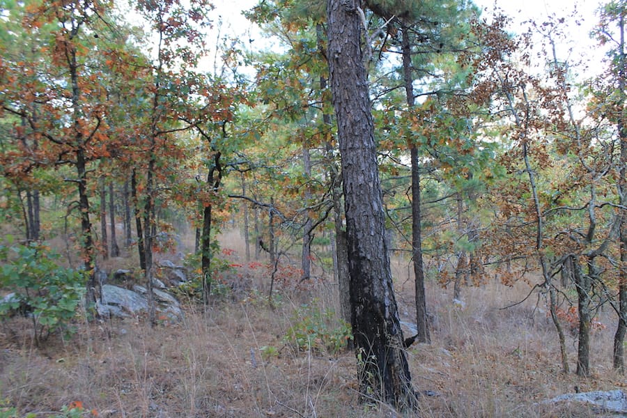 Indian Ridge – Phase III Tract 94 photo 15