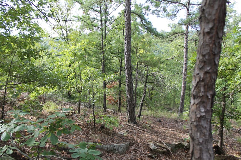 Trophy Ridge Phase III Tract 2 photo 3