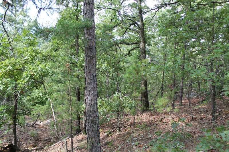 Trophy Ridge Phase III Tract 2 photo 4