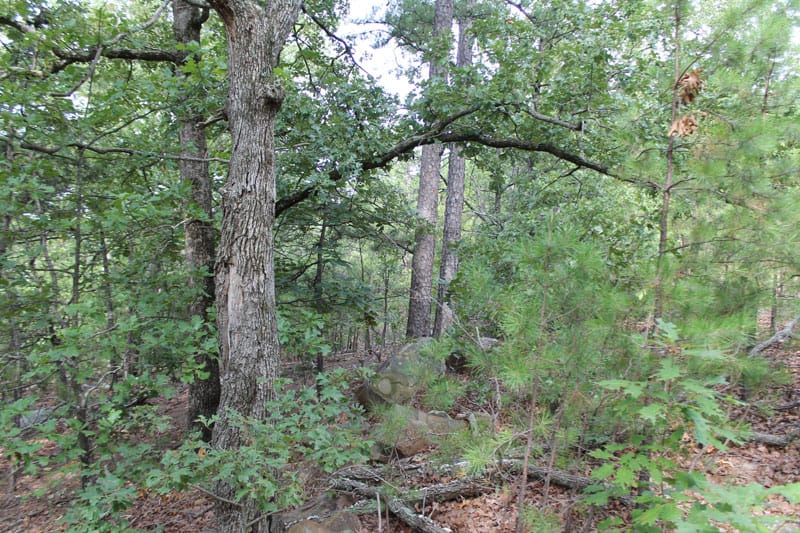 Trophy Ridge Phase III Tract 2 photo 5