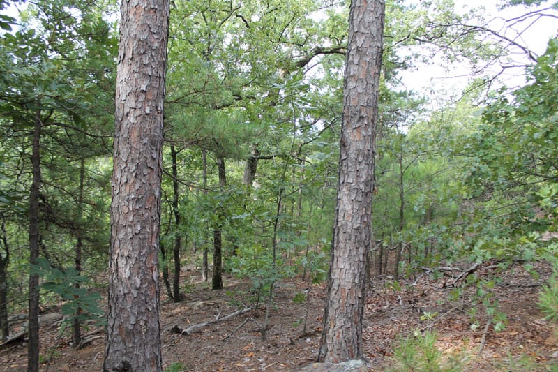 Trophy Ridge Phase III Tract 2 photo 6