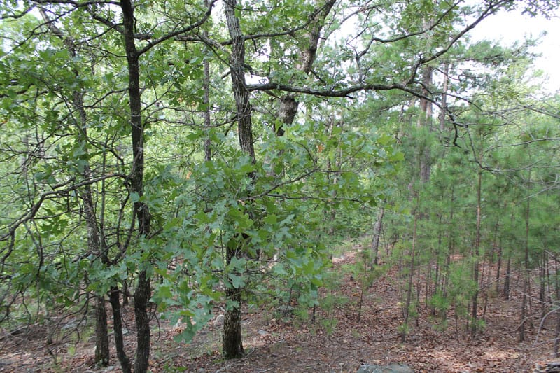 Trophy Ridge Phase III Tract 2 photo 7