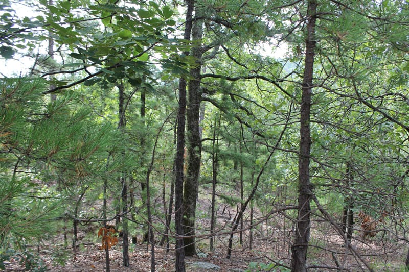 Trophy Ridge Phase III Tract 2 photo 8