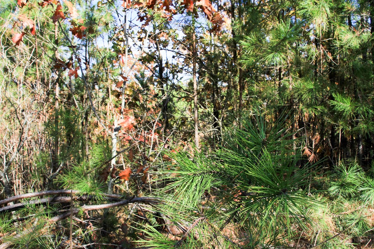 Stone Creek Phase III Tract 4 photo 4