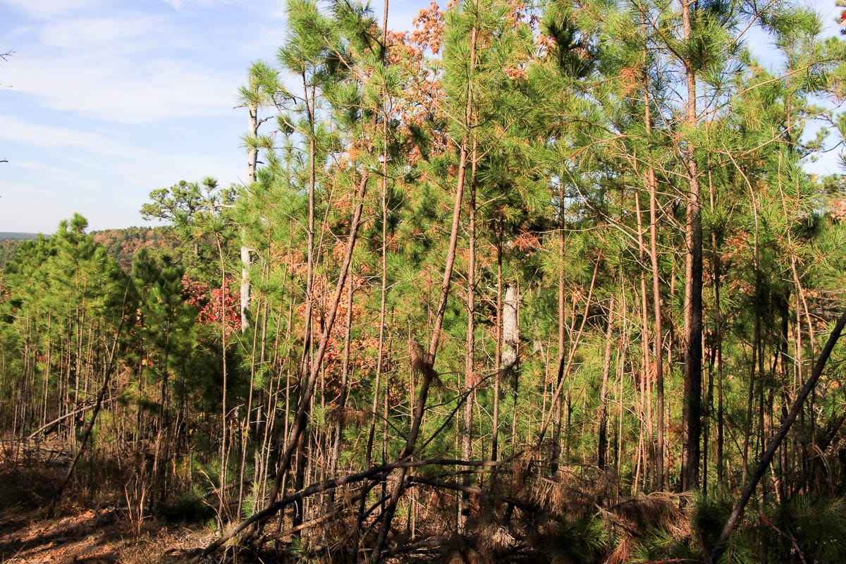 Stone Creek Phase III Tract 4 photo 5