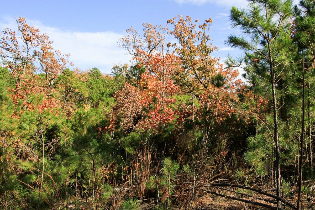 Stone Creek Phase III Tract 4 photo 6