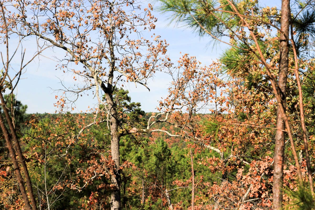 Stone Creek Phase III Tract 4 photo 10
