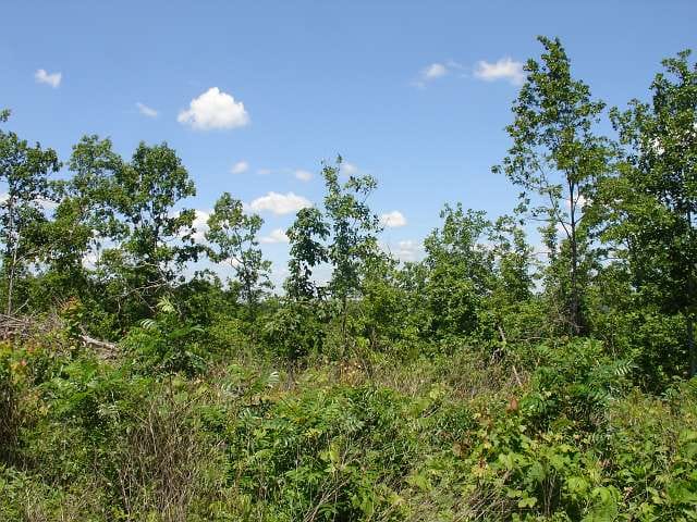 Antler Ridge Tract 15 photo 1