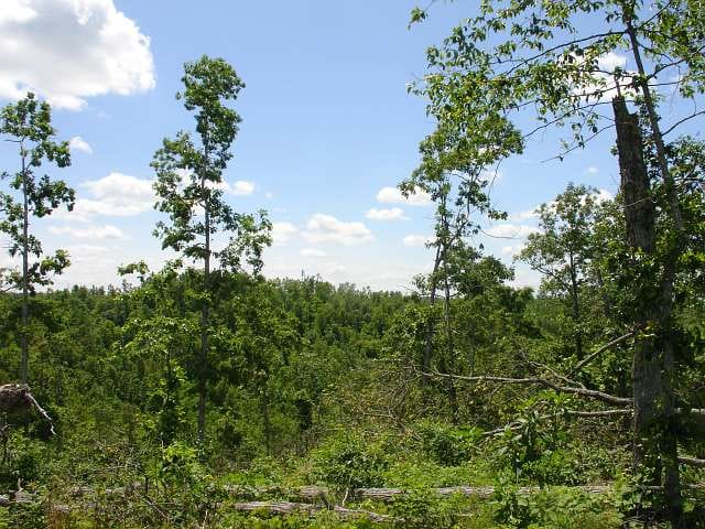 Antler Ridge Tract 15 photo 3