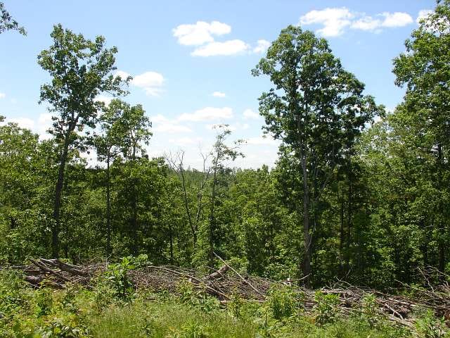 Antler Ridge Tract 15 photo 4