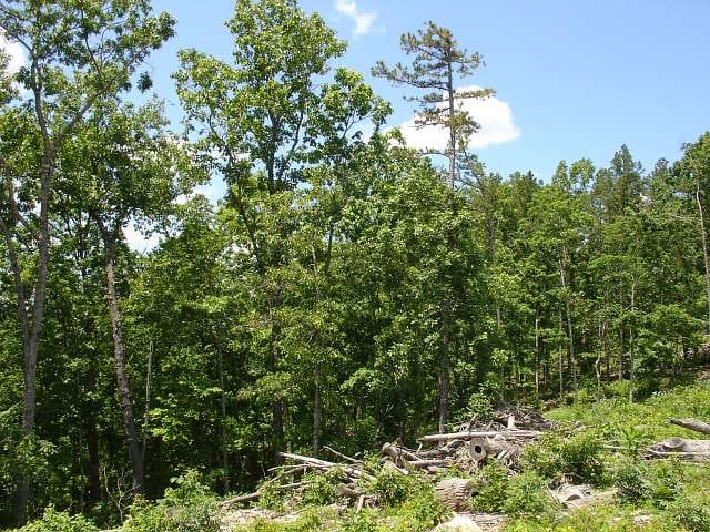 Antler Ridge Tract 15 photo 5