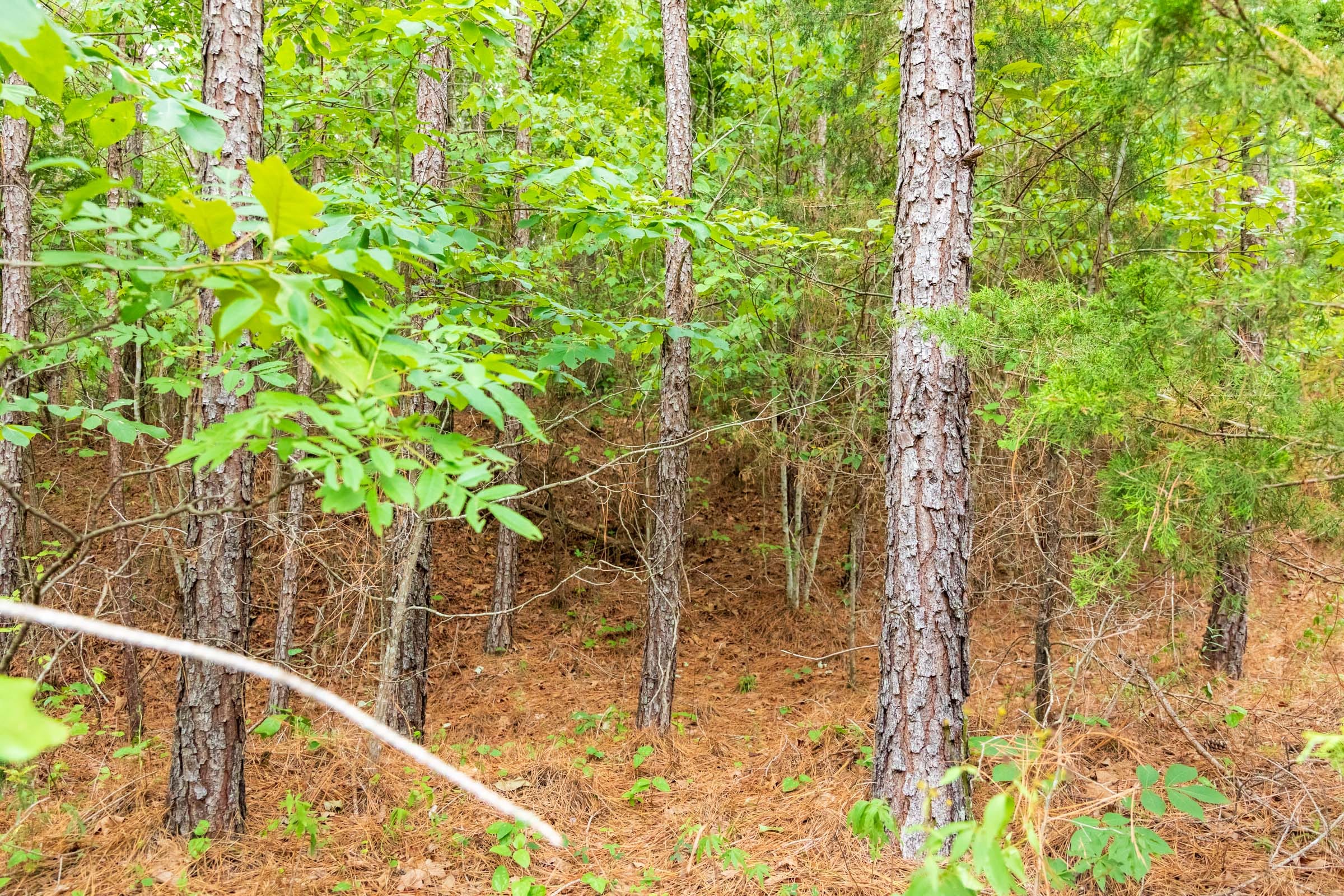 Whiskey Ridge Tract 44 photo 2