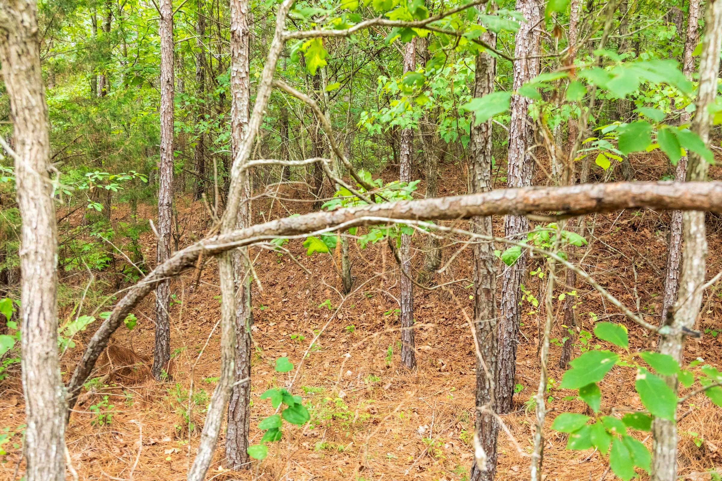 Whiskey Ridge Tract 44 photo 3