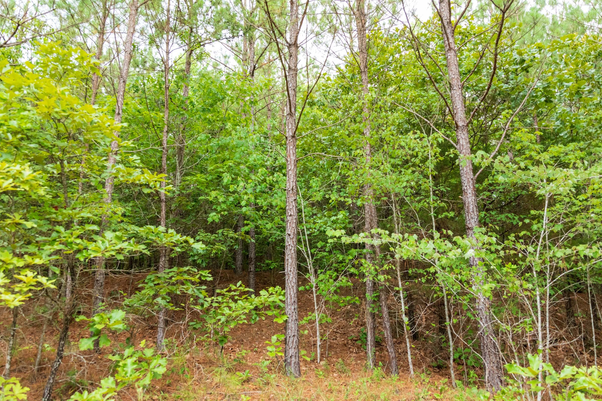 Whiskey Ridge Tract 44 photo 4
