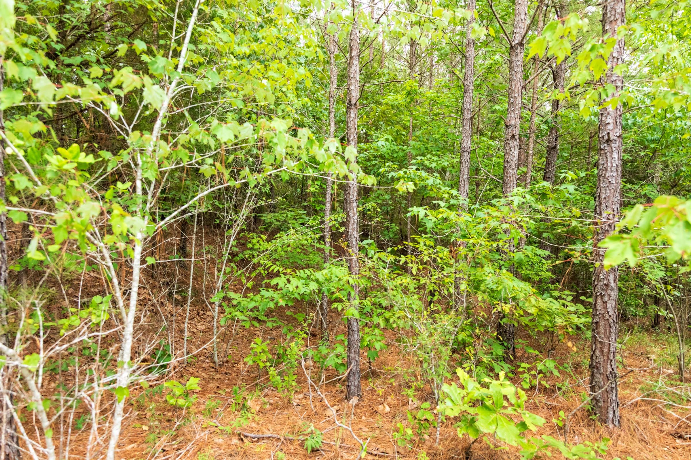 Whiskey Ridge Tract 44 photo 5